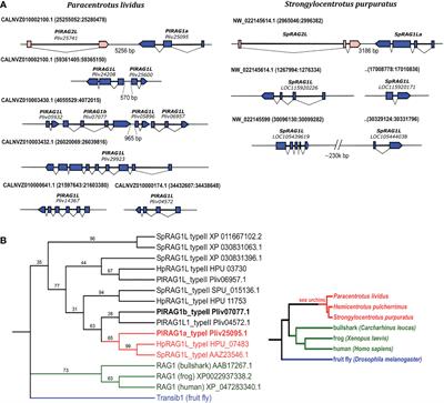 Different sea urchin RAG-like genes were domesticated to carry out different functions